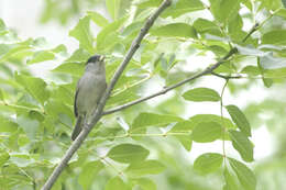 Image of Blackcap