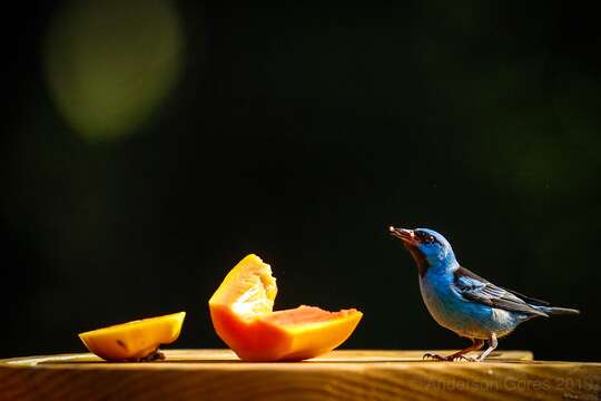 Image of Green-headed Tanager