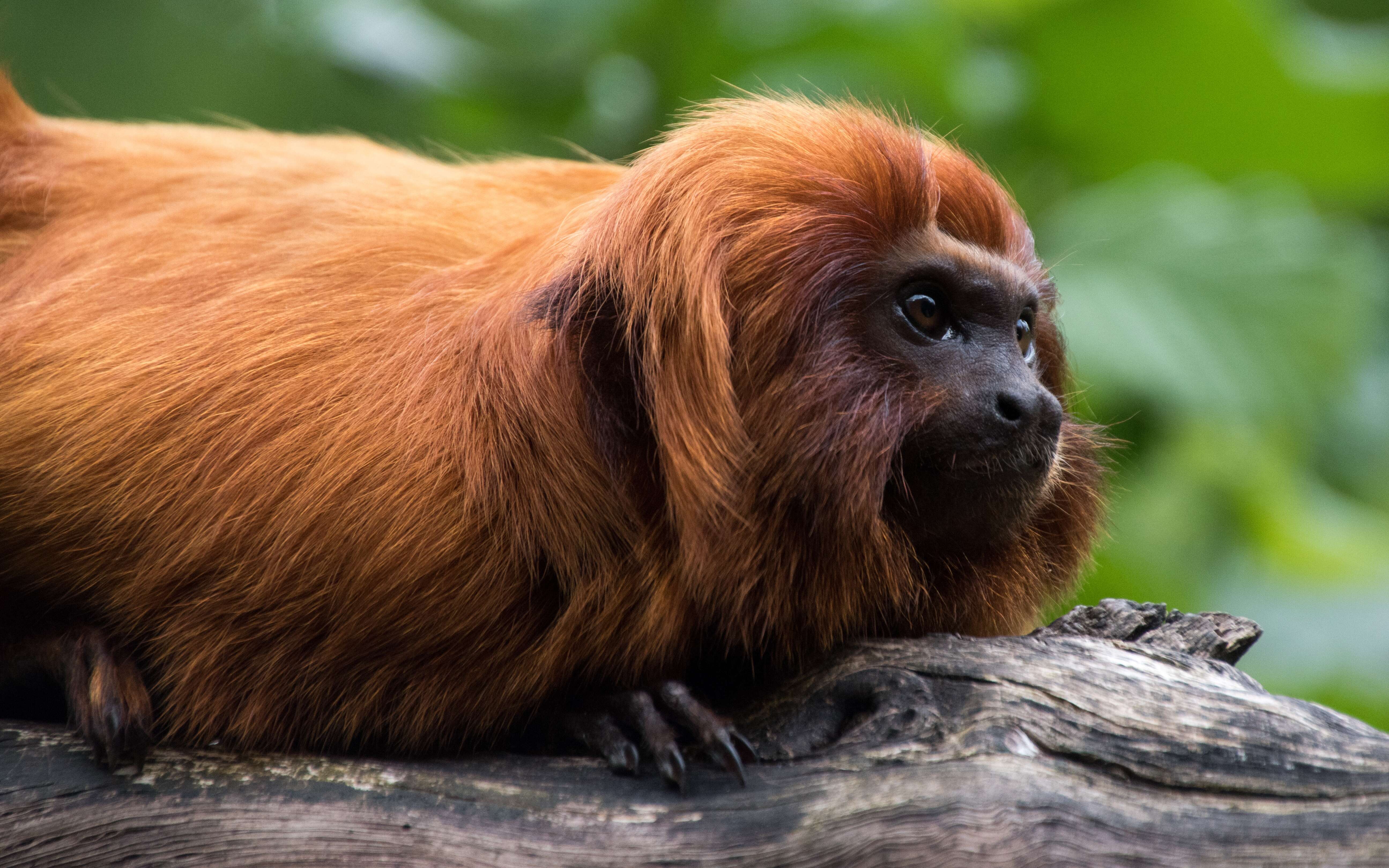 Image of Golden Lion Tamarin