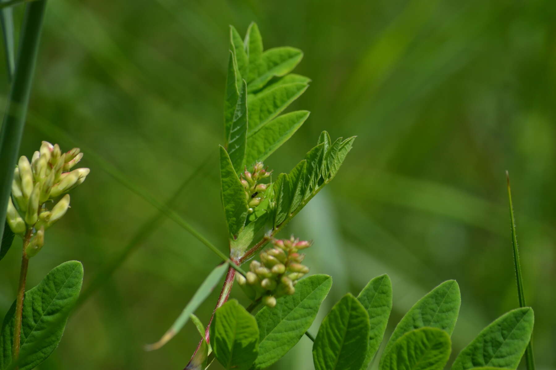 Image of licorice milkvetch