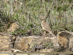 Image of Tawny Pipit