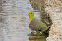 Image of White-bellied Green Pigeon