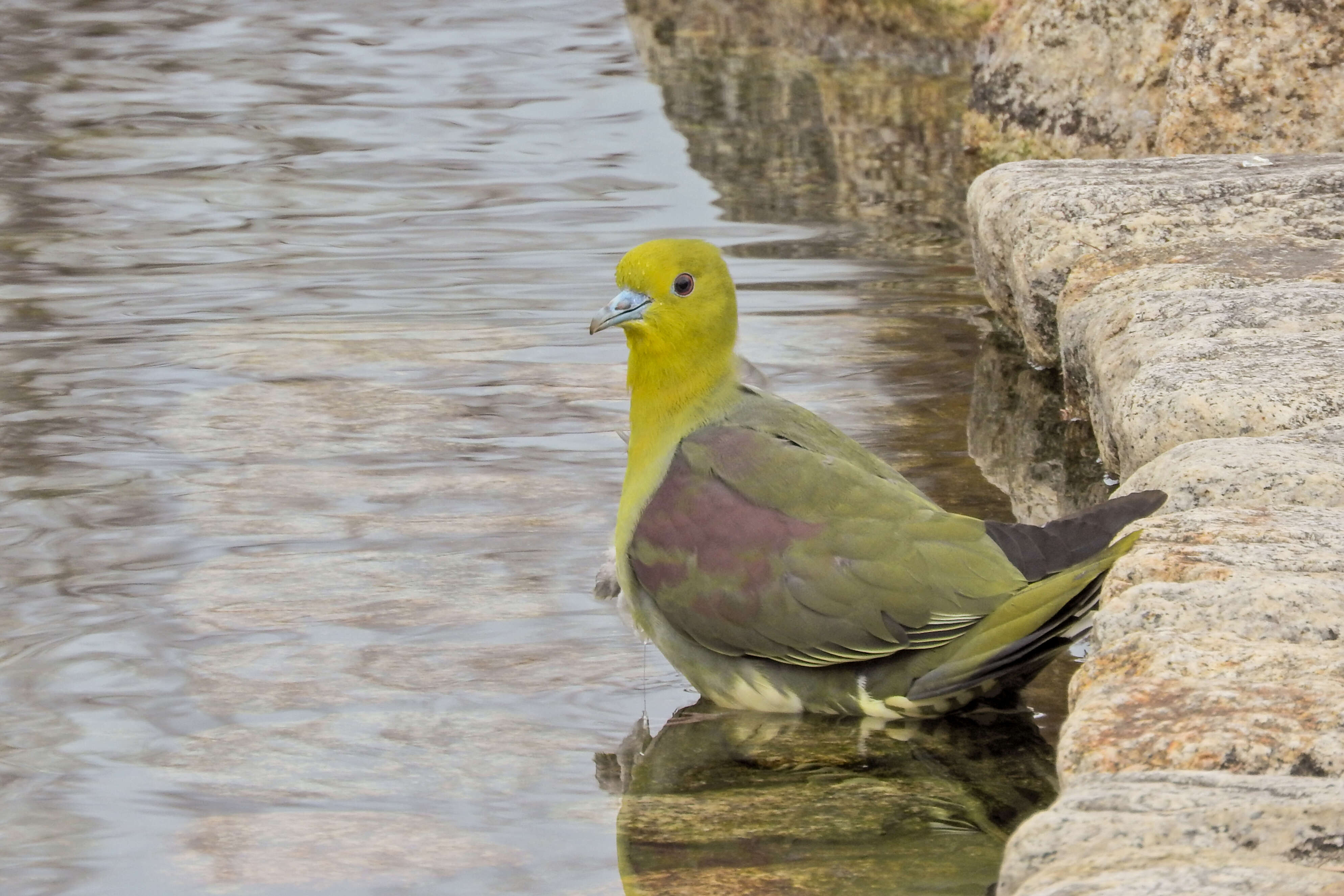 Image of White-bellied Green Pigeon