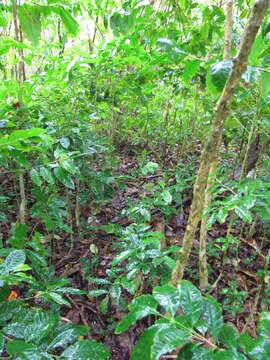 Coffea arabica L. resmi