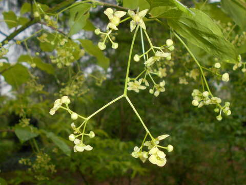 Image of Euonymus sachalinensis (Fr. Schmidt) Maxim.