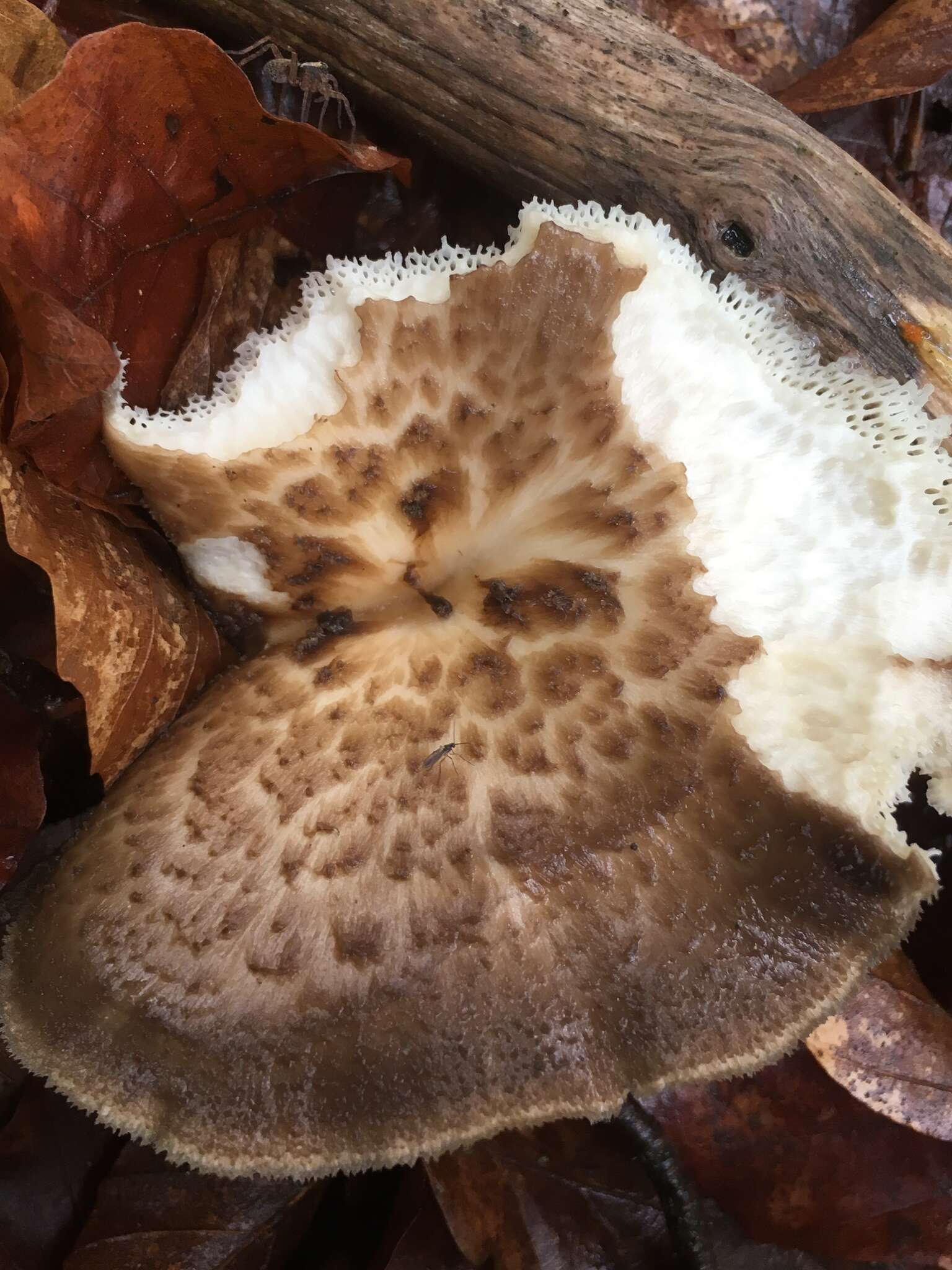 Image of Polyporus tuberaster (Jacq. ex Pers.) Fr. 1821