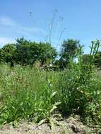 Image of smallflower hawksbeard