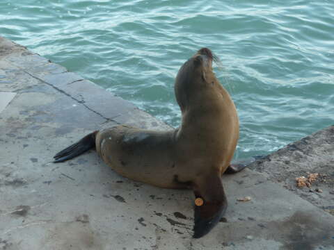 Image of Galapagos Sea Lion