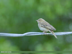 Image of Tree Pipit