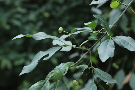 Image of Common spindle tree