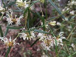 Imagem de Grevillea linearifolia (Cav.) Druce