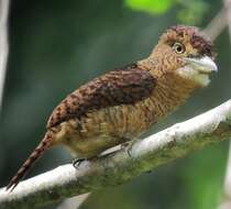 Image of Barred Puffbird