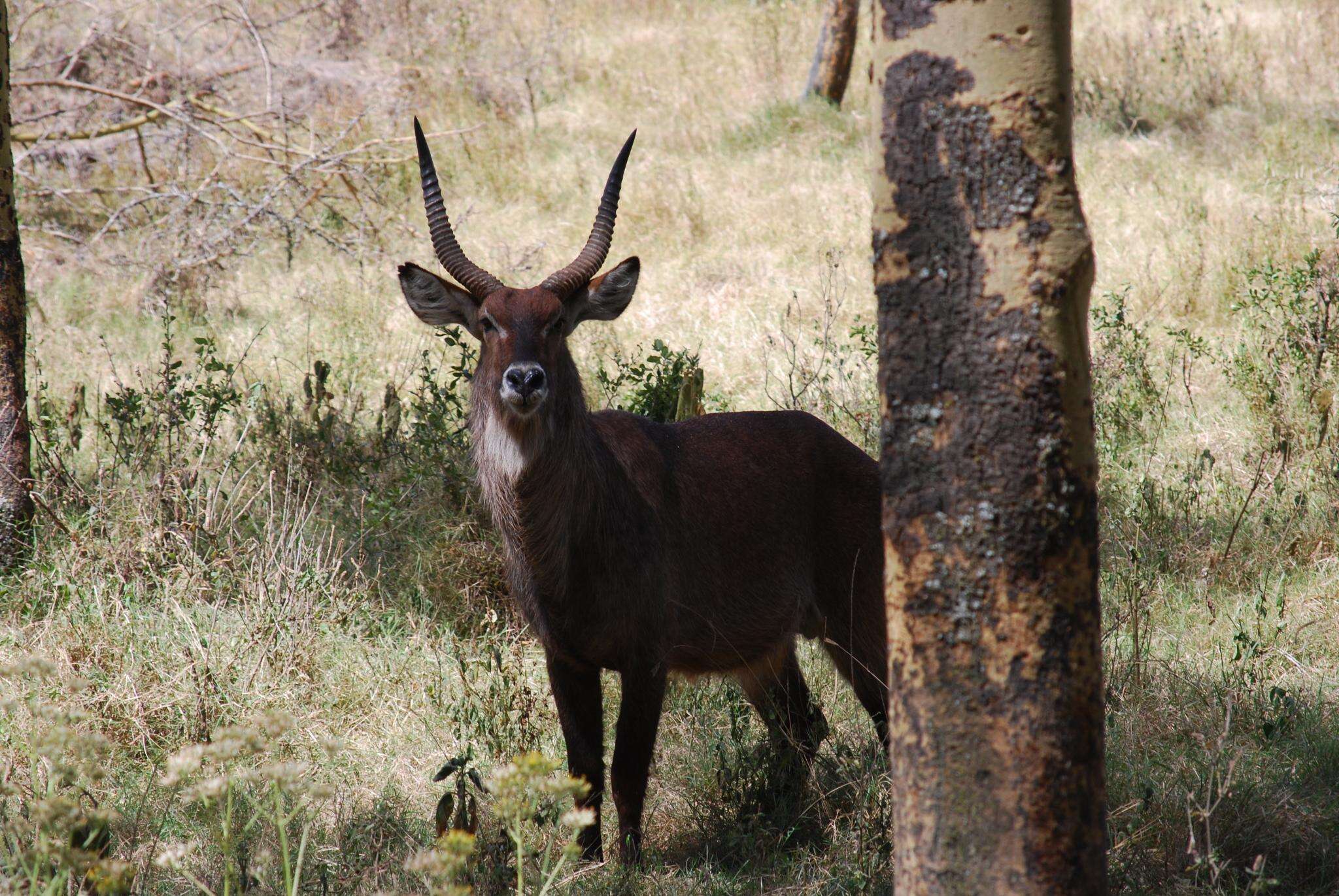 Image de Reduncinae