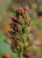 Image of Tofield's asphodel