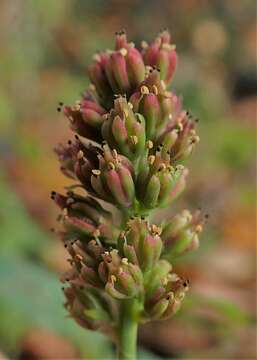 Image of Tofield's asphodel