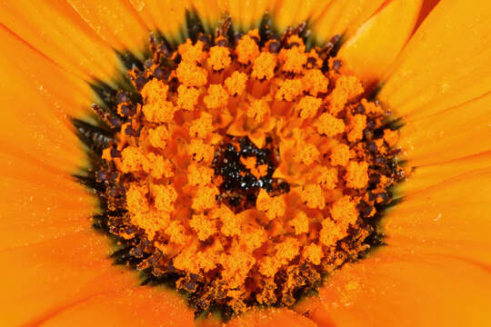 Image of glandular Cape marigold