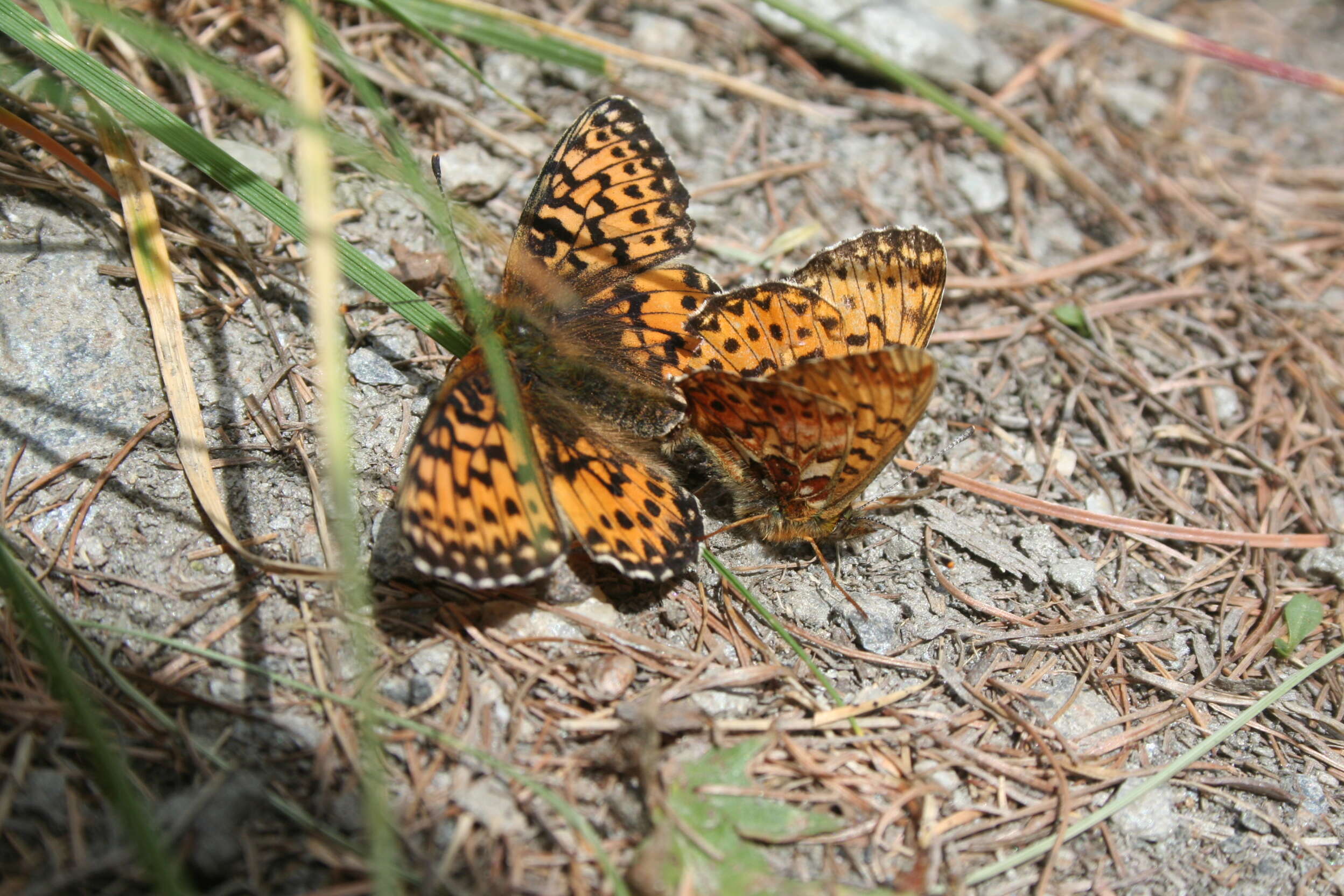 Plancia ëd Boloria titania