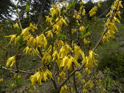 Imagem de Forsythia europaea Degen & Bald.