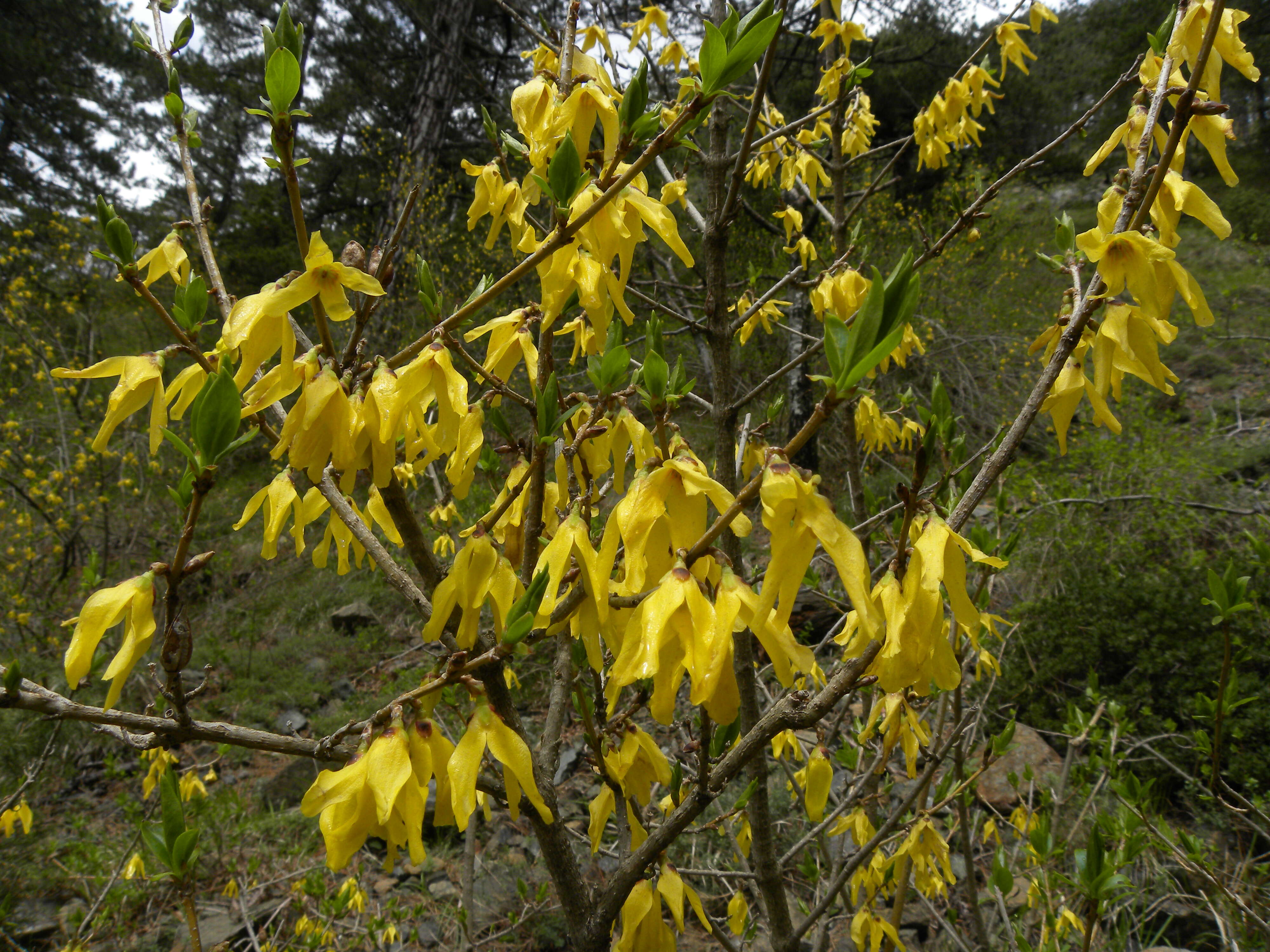 Imagem de Forsythia europaea Degen & Bald.