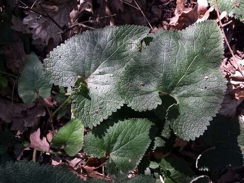 Image of tuberous Jerusalem sage