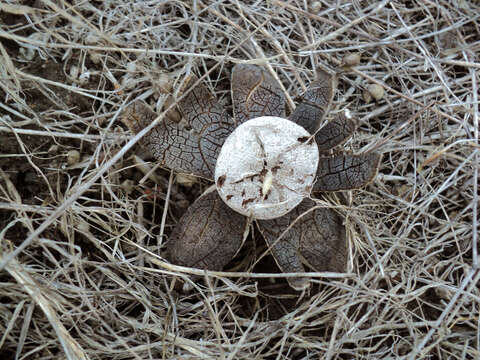 Image of False Earthstar