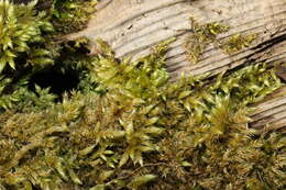 Image of hypnum moss