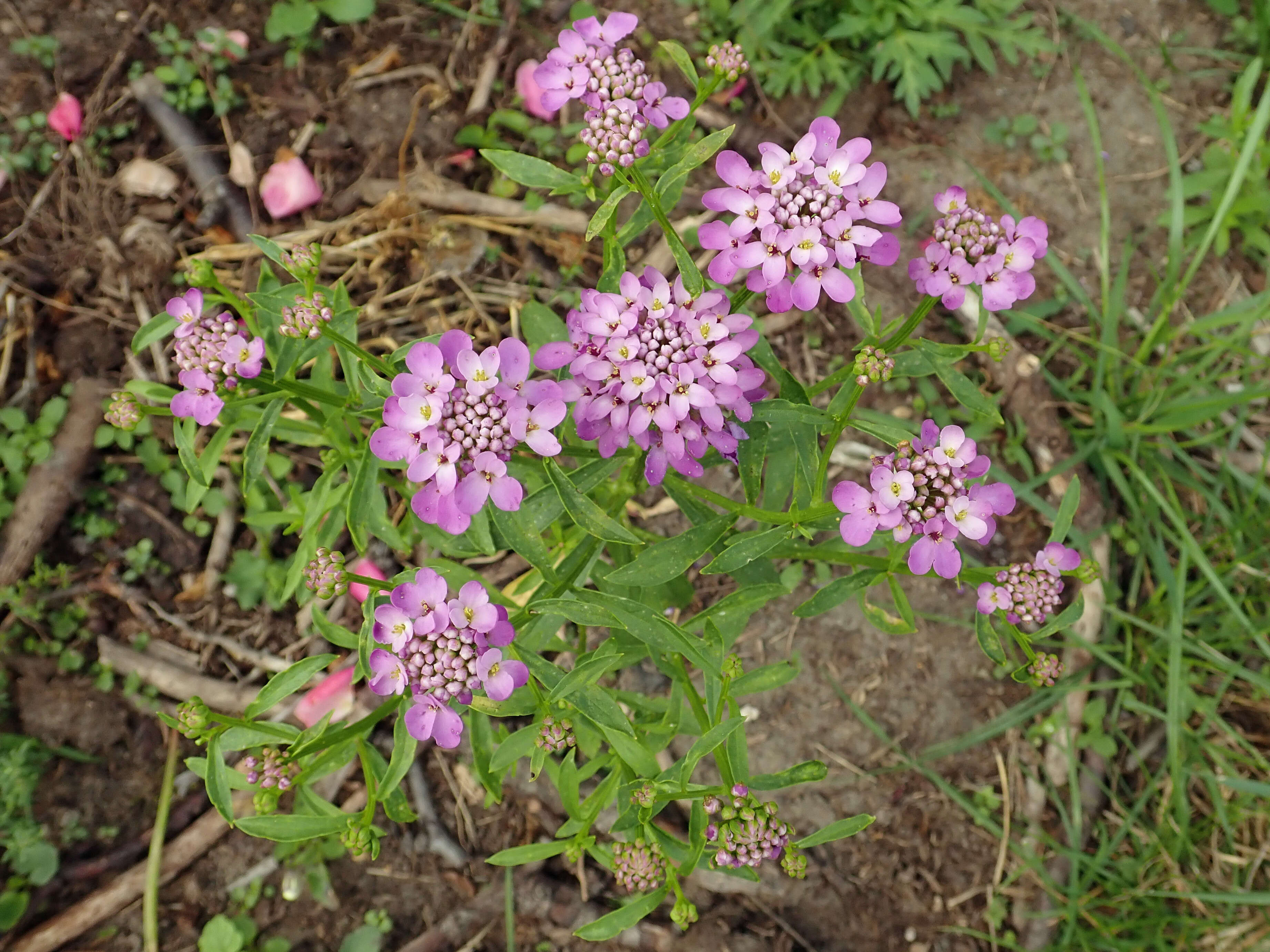 Plancia ëd Iberis umbellata L.