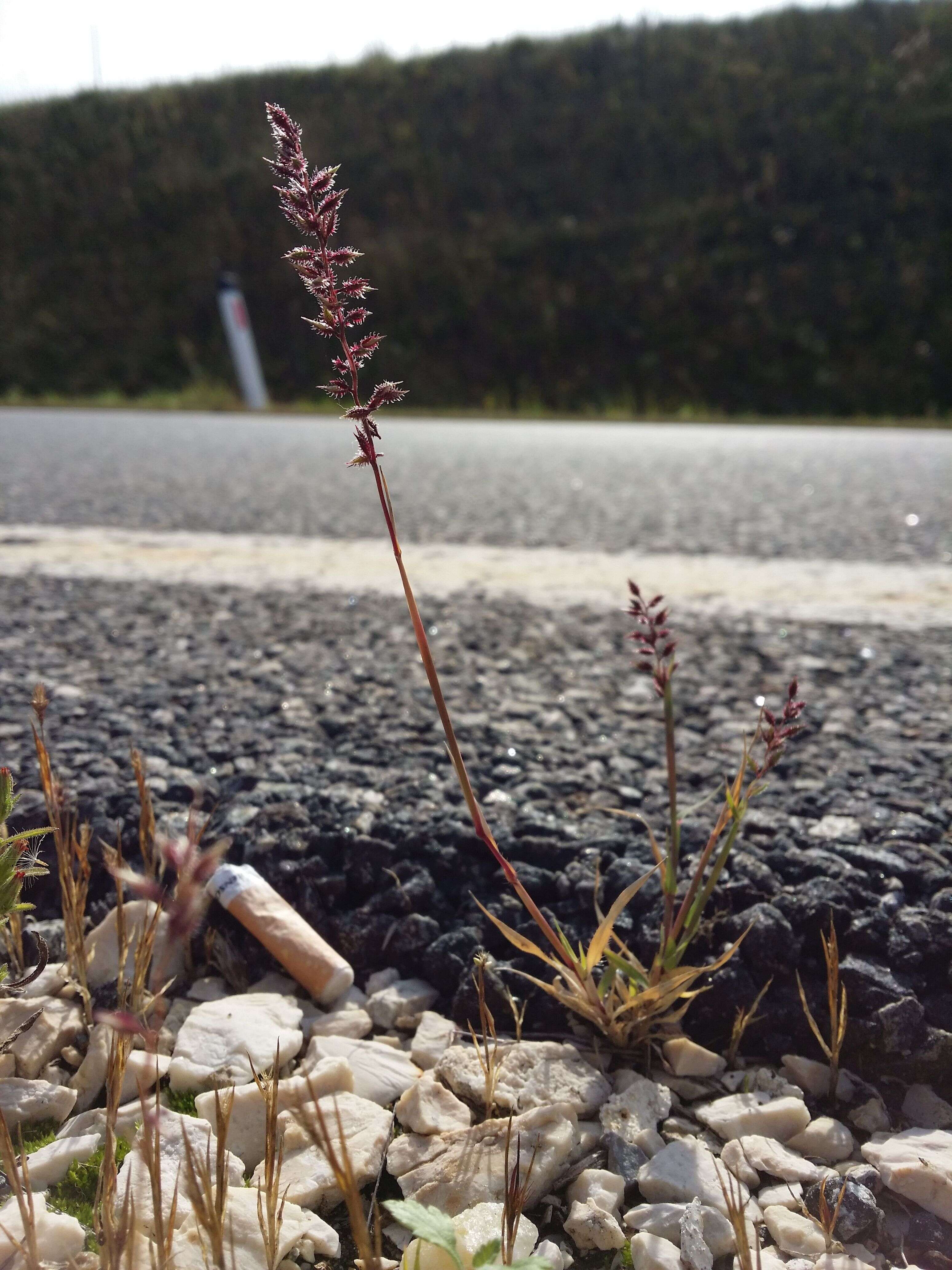 Image of stalked bur grass