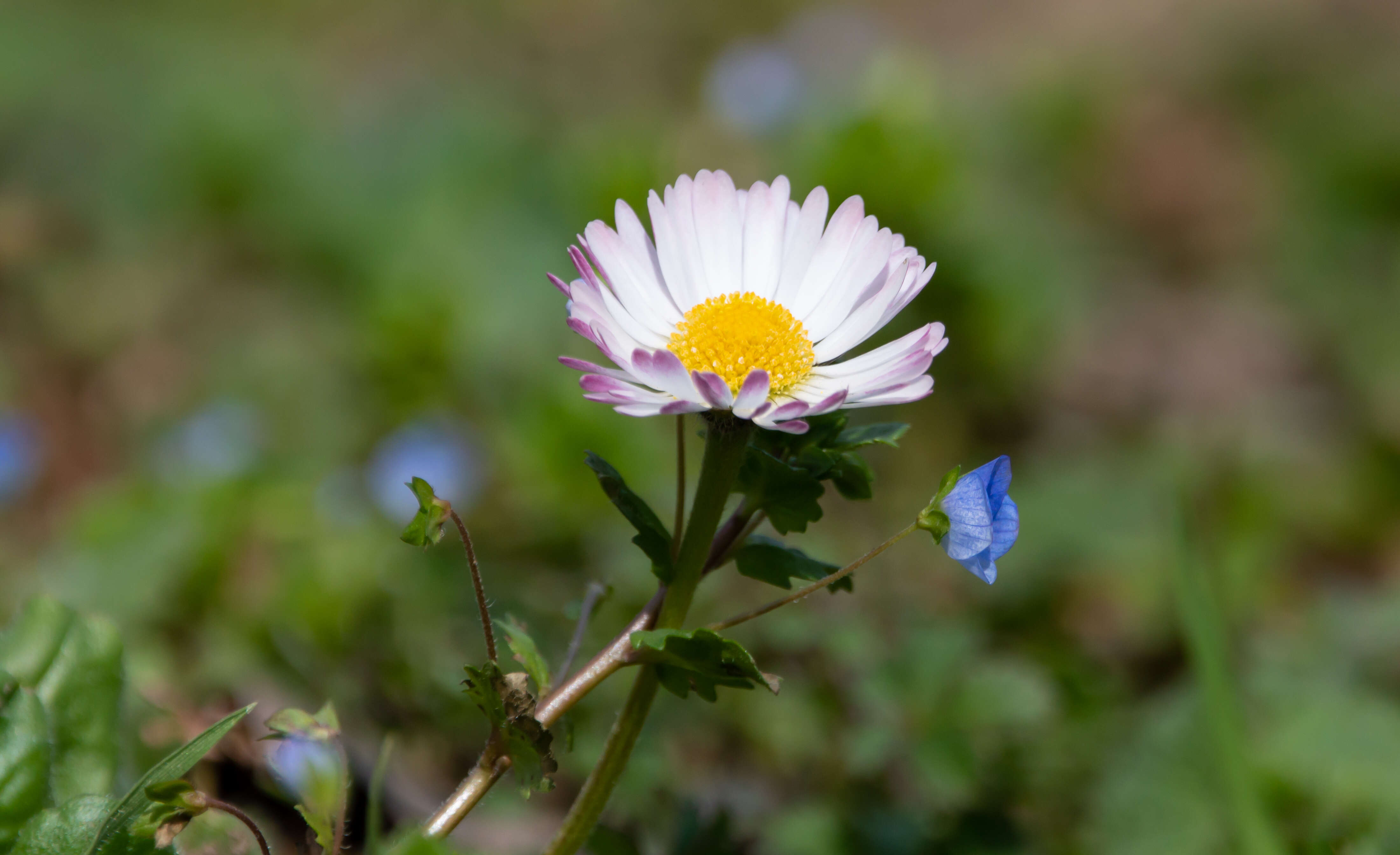 Image of Oxeye Daisy