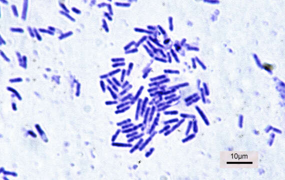 Imagem de Bacillus