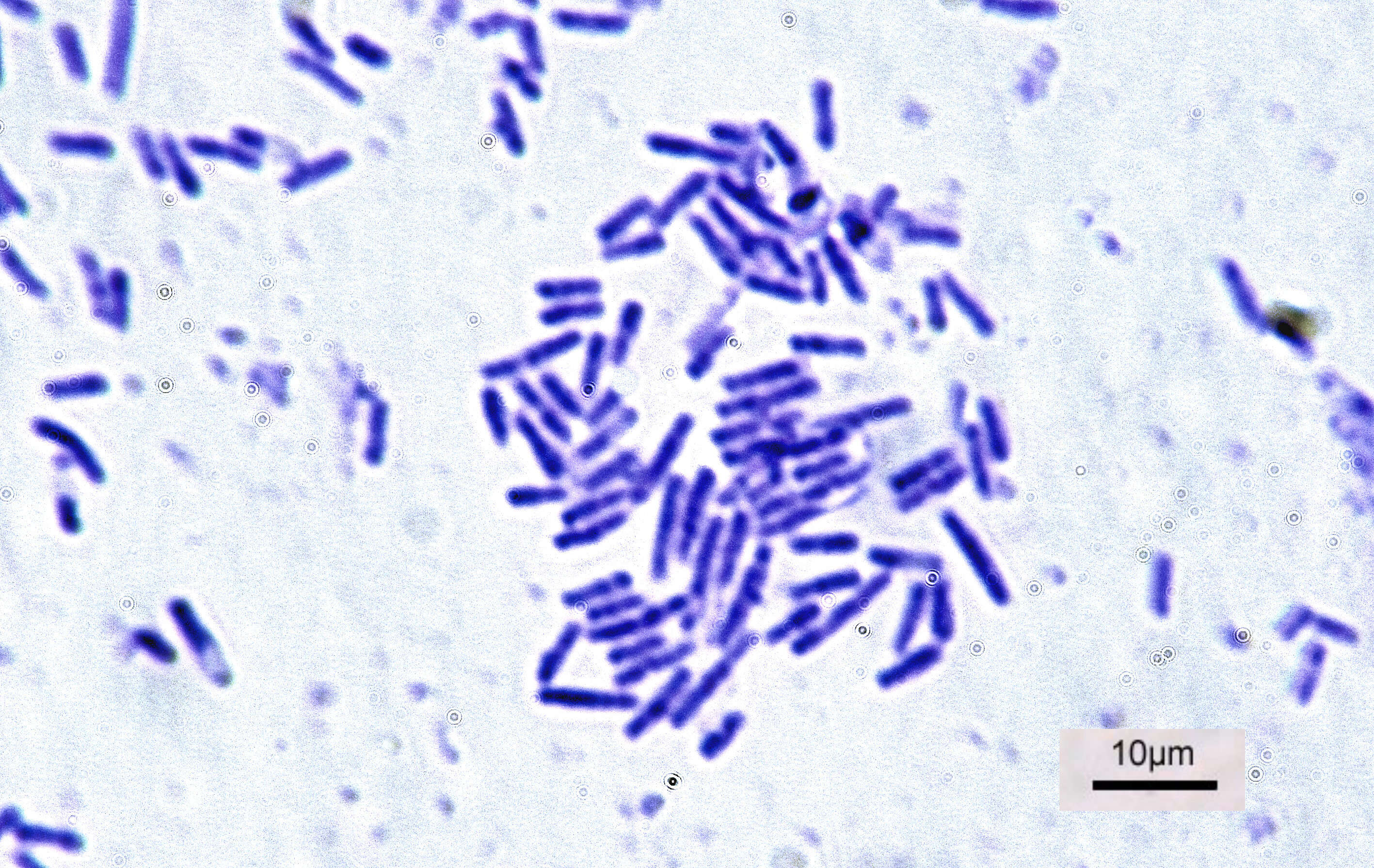 Image of Bacillus