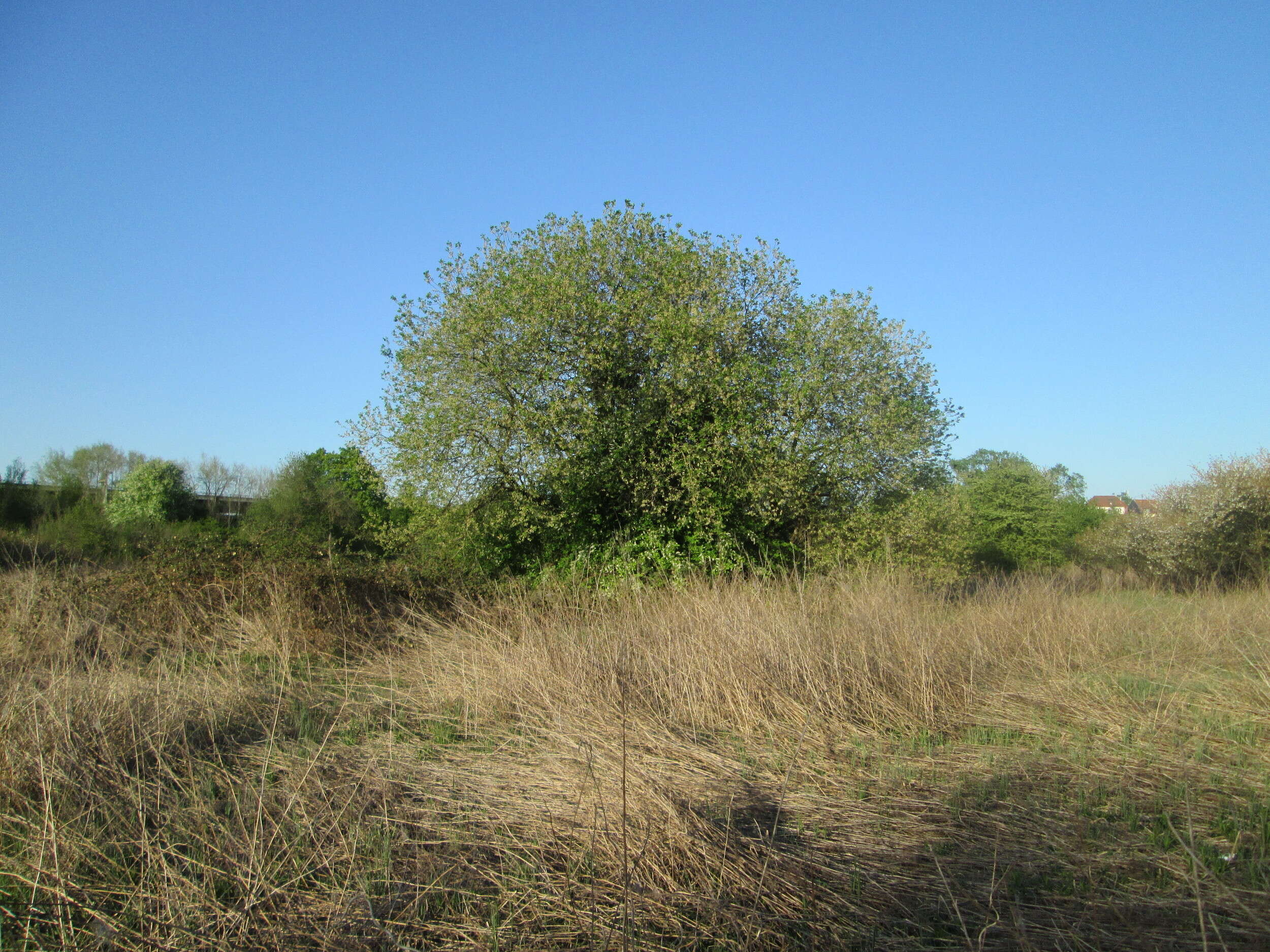 Image of Grey Willow