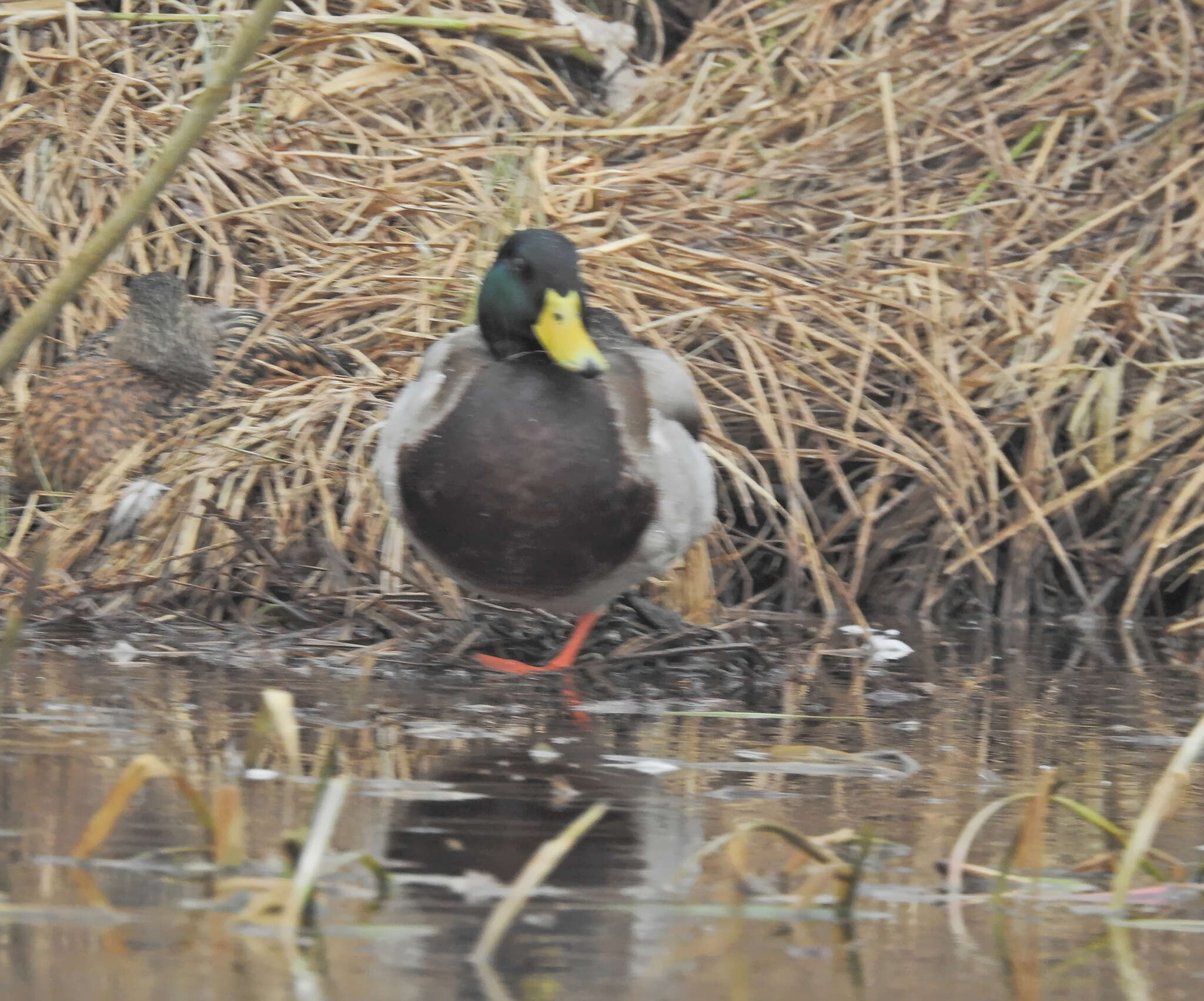 Image of Common Mallard