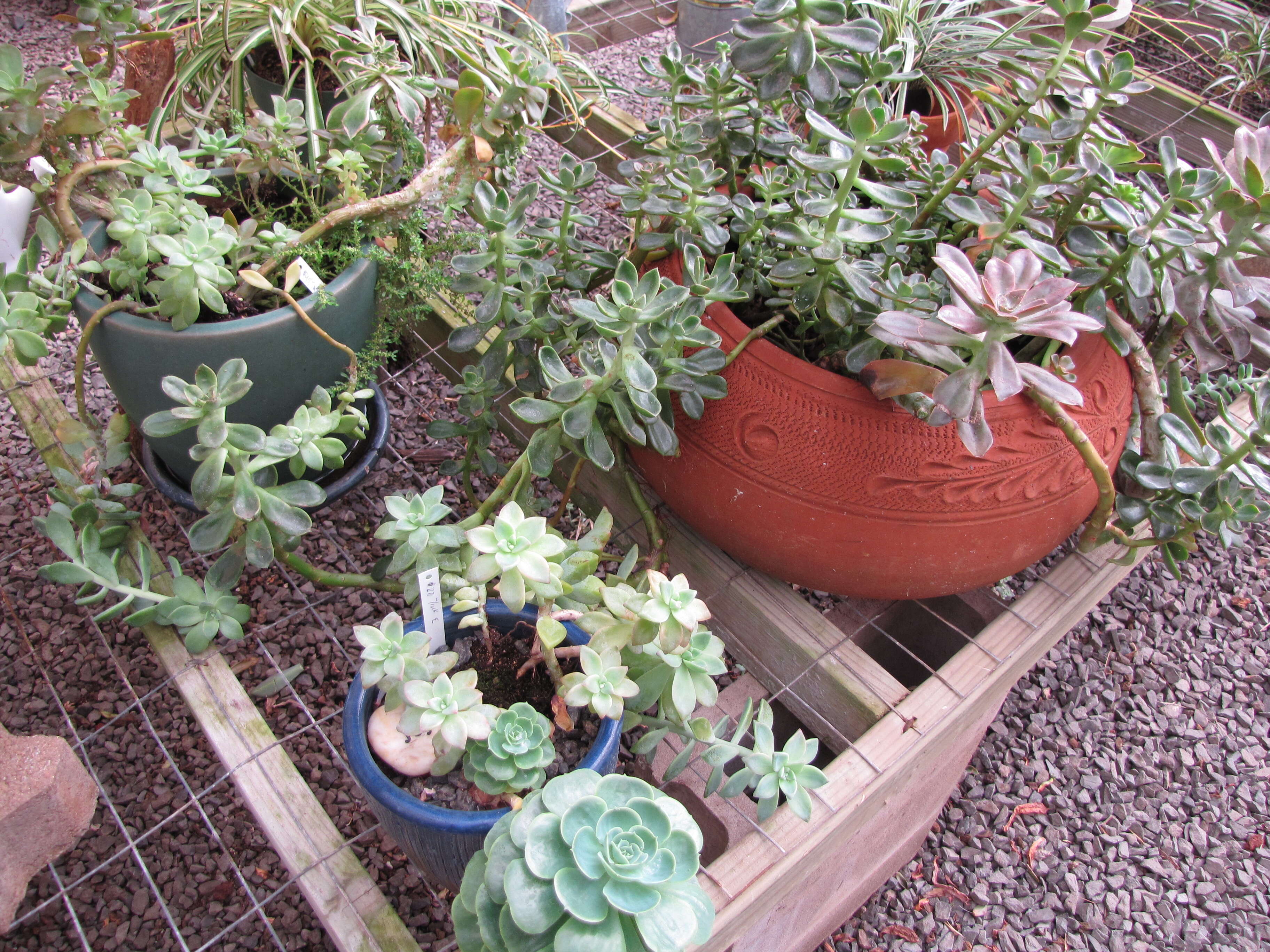 Image of hens and chicks