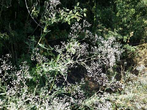 Image de Gypsophila paniculata L.