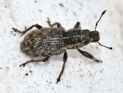 Image of Clover Root Weevil