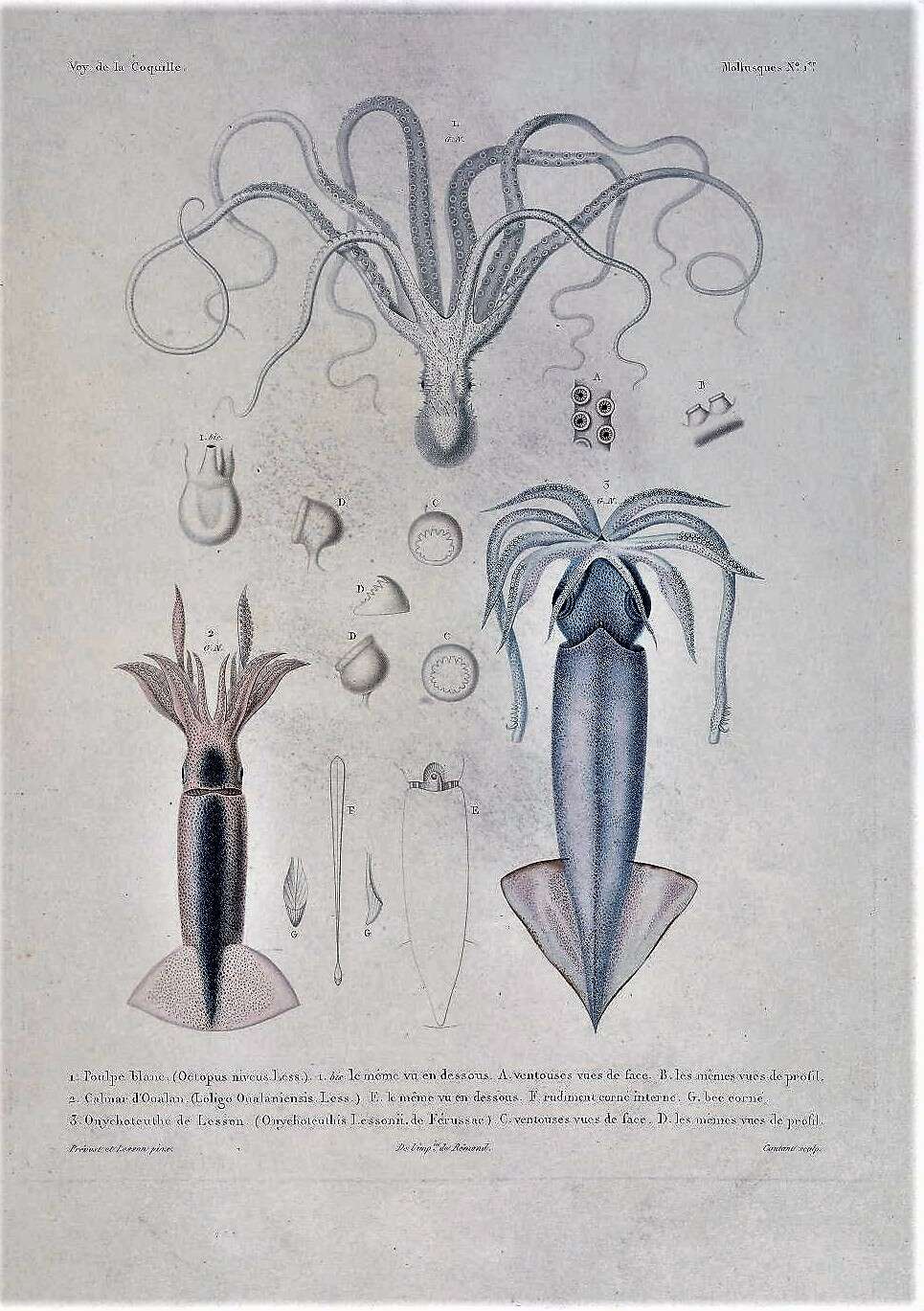 Image of purpleback flying squid