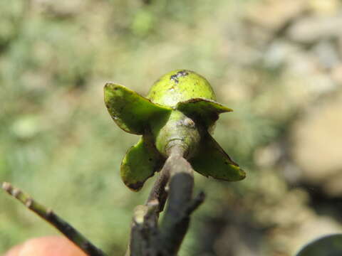 Image de Diospyros ebenum J. Koenig ex Retz.