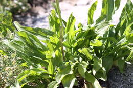 Image of tobacco root