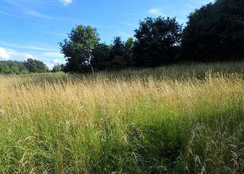 Image of Button Grass