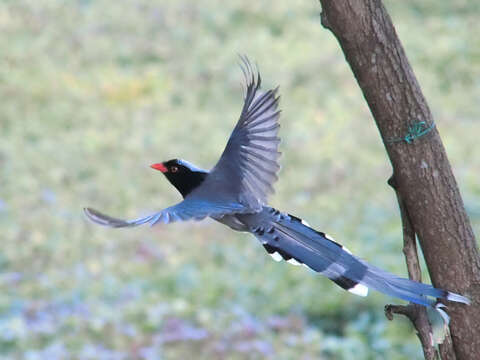 Image of Blue Magpie