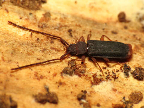 Image of silvanid flat bark beetles