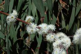 Plancia ëd Eucalyptus perriniana Herb. Perrin ex Maiden