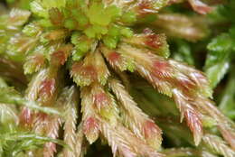 Image de Sphagnum quinquefarium Warnstorf 1886