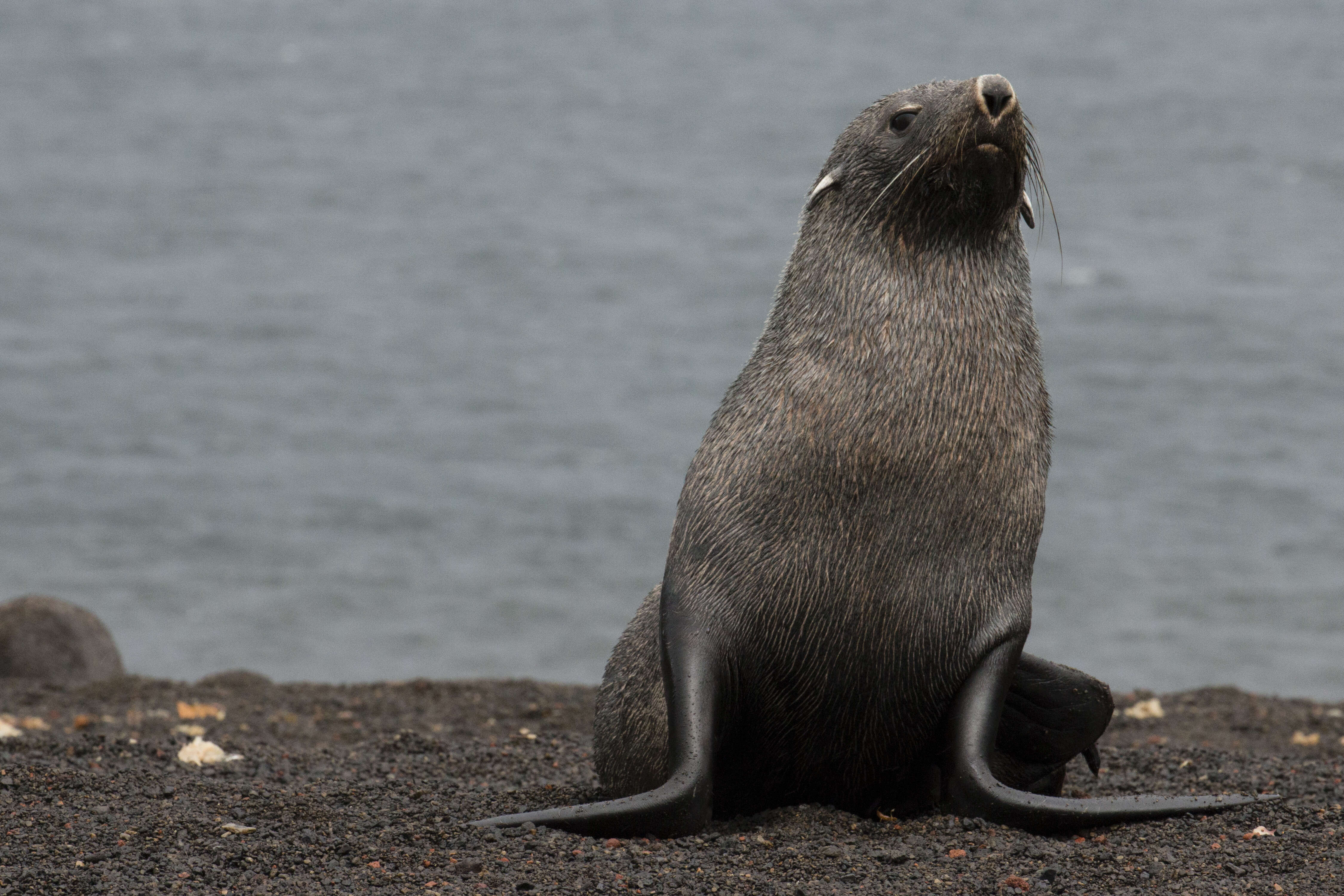 Image of Antarctic Fur Seal