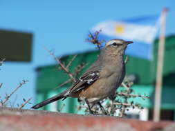 Image of Patagonian Mockingbird