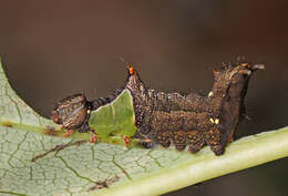 Image of Variegated Prominent, Unicorn Caterpillar Moth