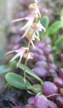 Image of Bulbophyllum cocoinum Bateman ex Lindl.