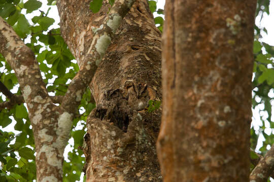 Image of Indian Scops Owl