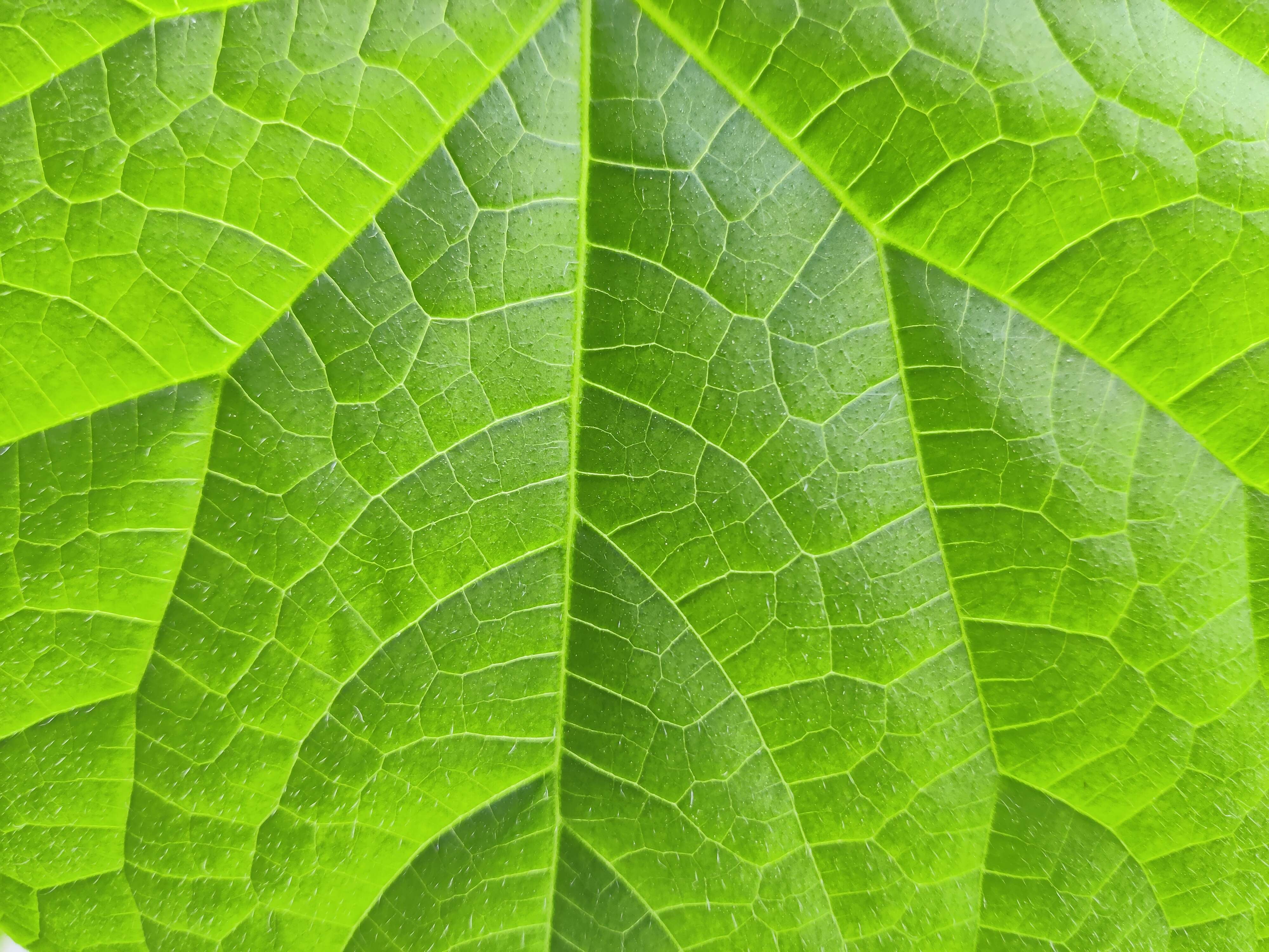 Image of garden cucumber